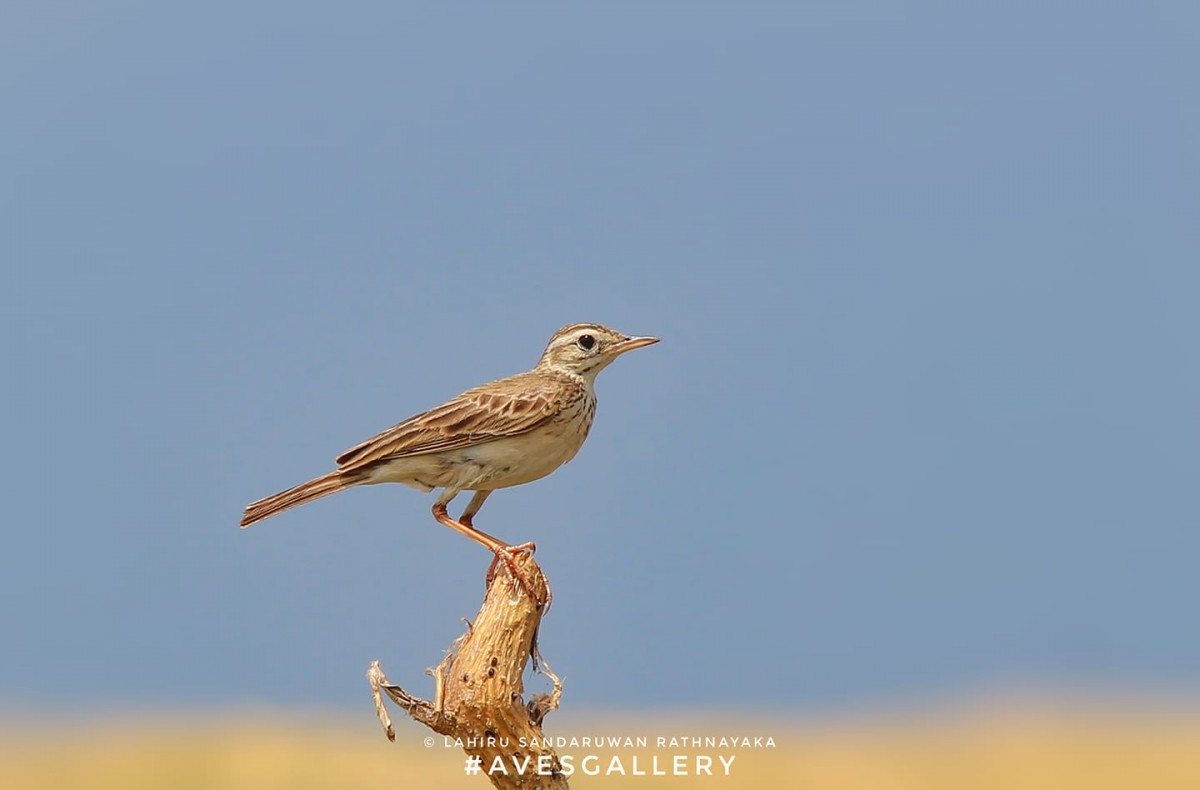 Anthus rufulus Vieillot, 1818